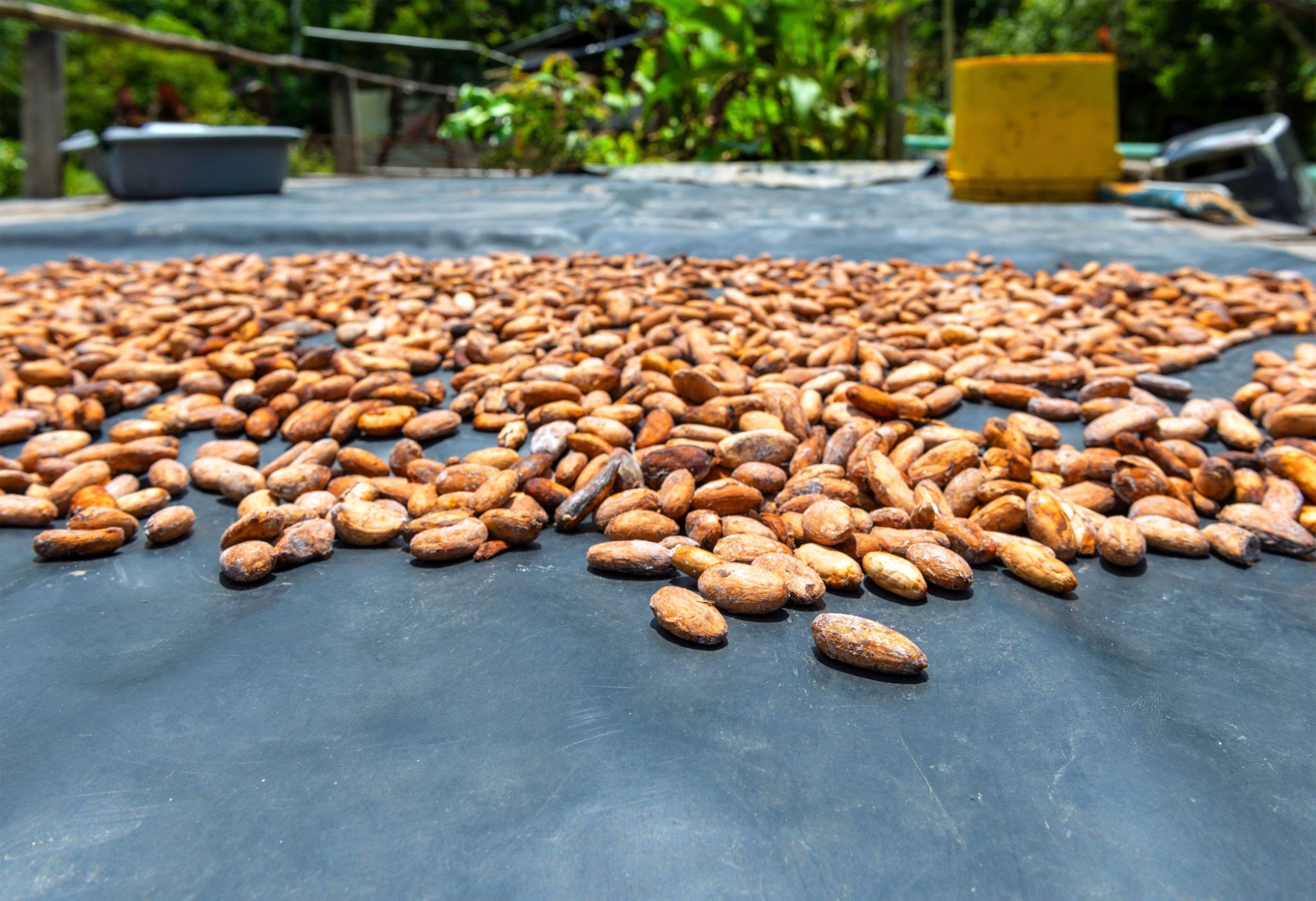 cacao grano